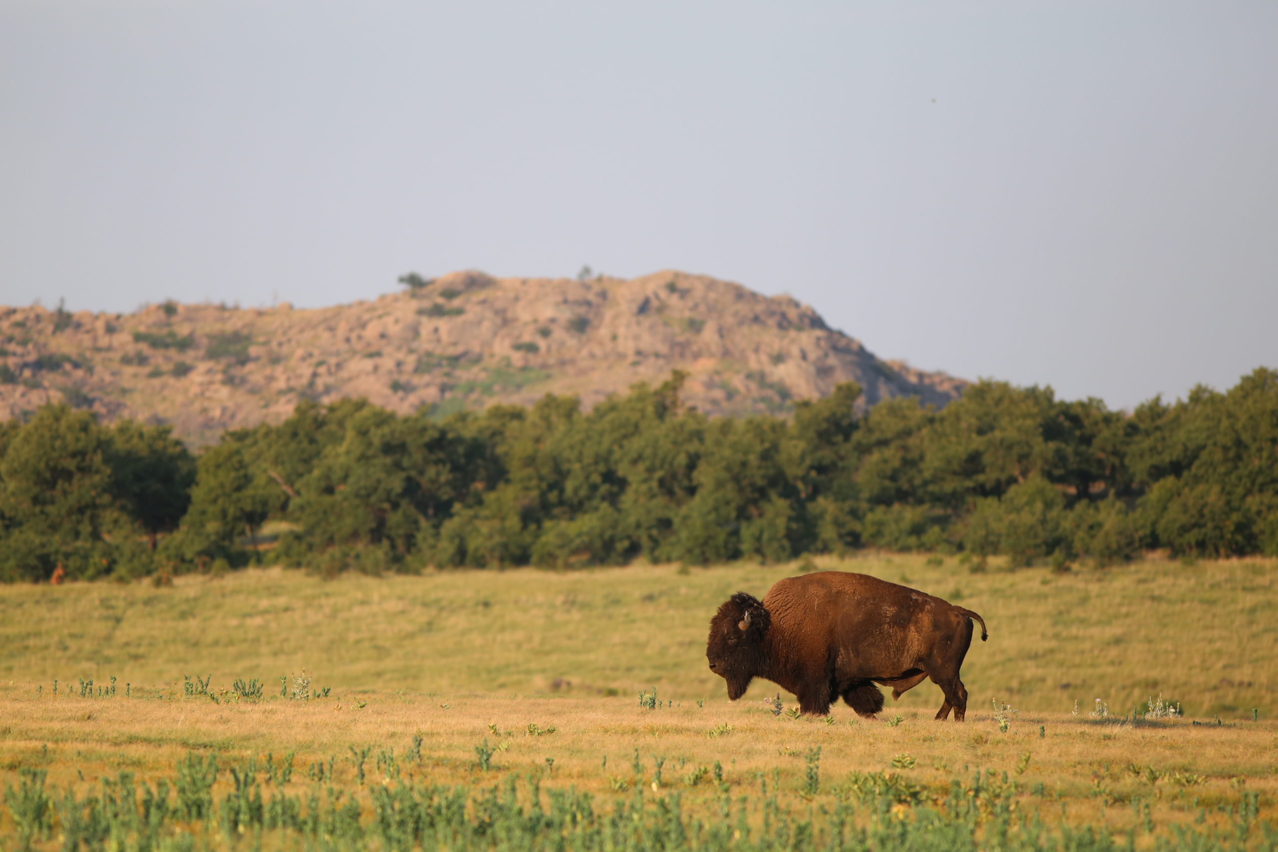 A bison walks along an open rangeland. 