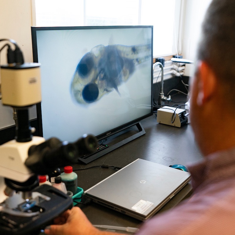 A man uses a microscope to observe fish larva.