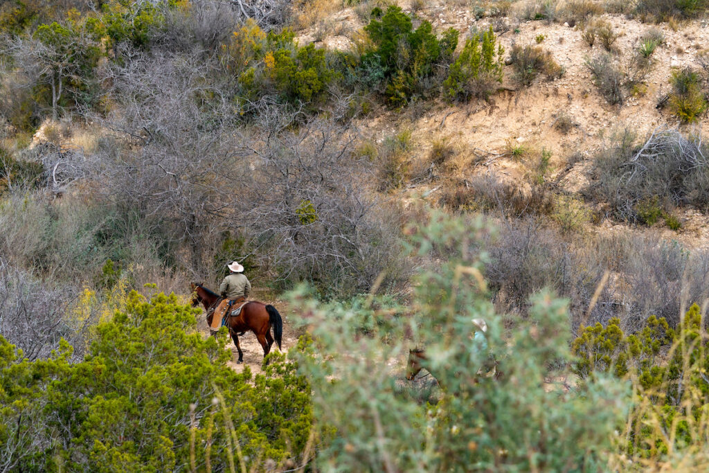 A man on a horse rides through brush.