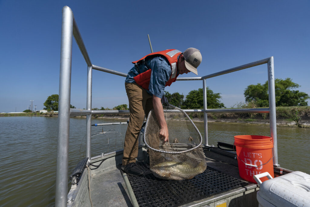 A man on the front of a boat looks down at a net full of fish. 