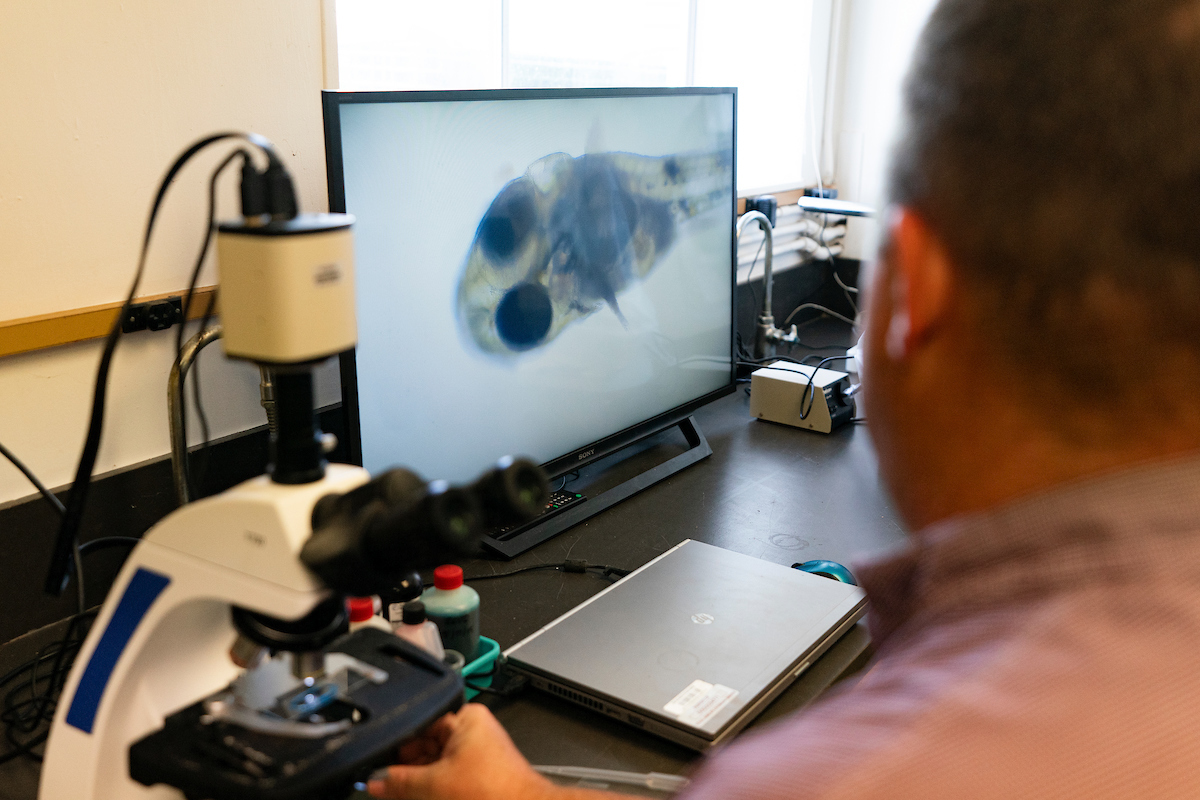 A man looks at a fish larva under a microscope.