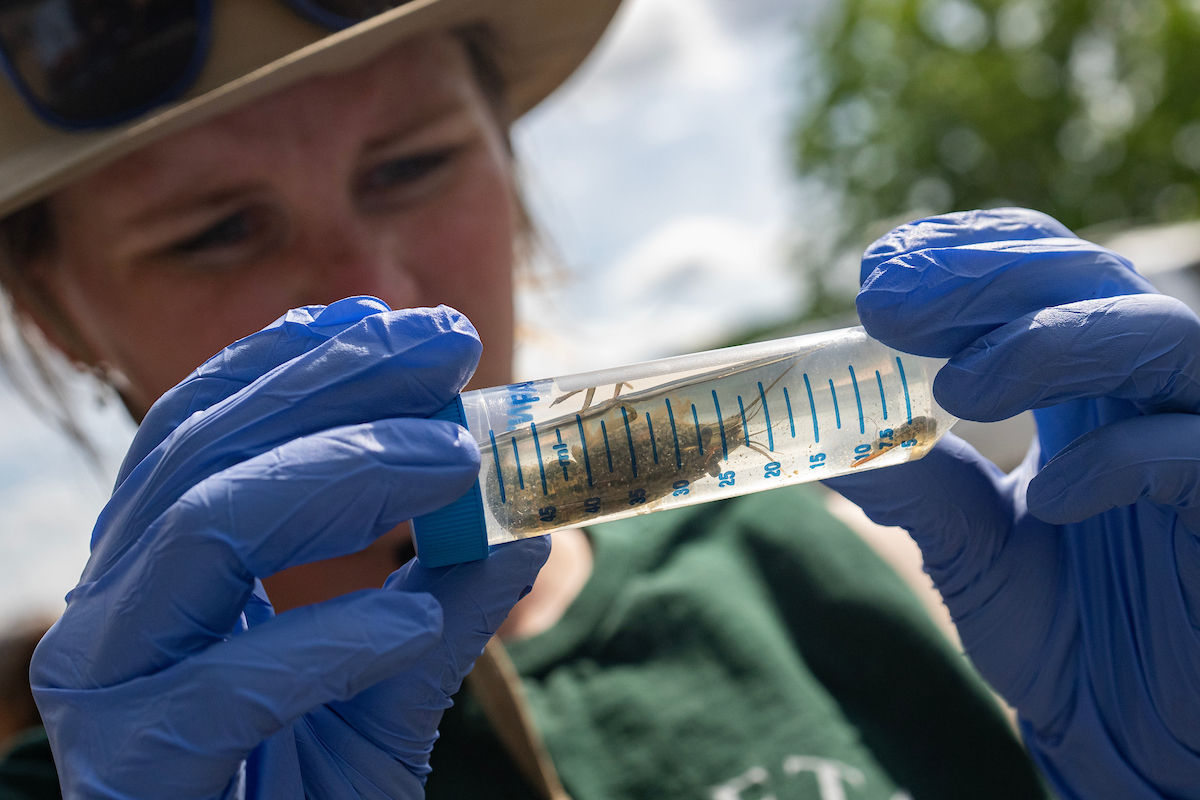 A student observes a crayfish in a plastic tube.