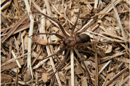 A brown recluse spider crawls along the ground. 
