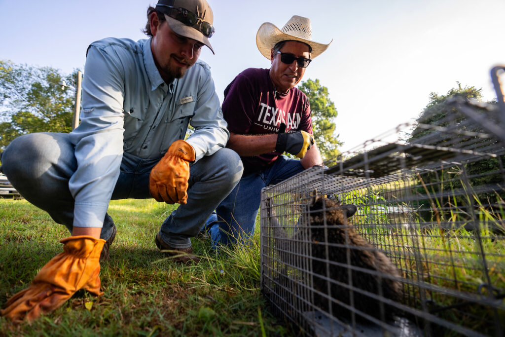 Two men check a wildlife live trap containing a raccoon.