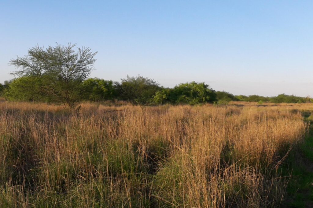 View of a rangeland dominated by grasses. 