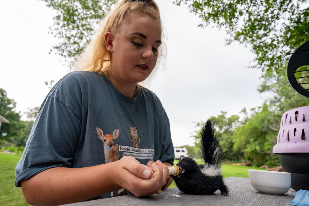 Krista Bligh feeds a baby skunk using a syringe.