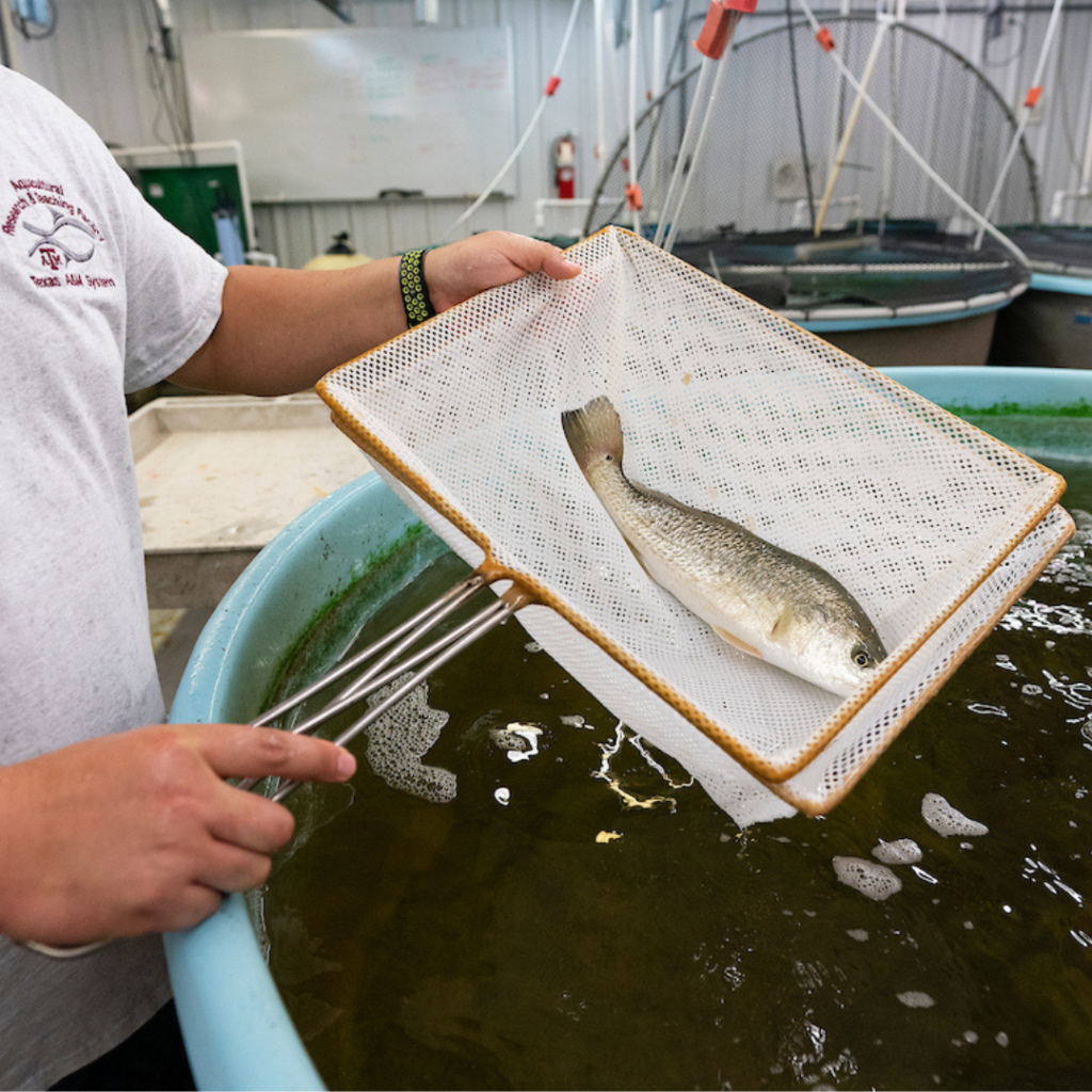 Man tilting a net with a fish towards the camera