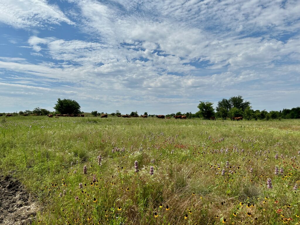 A rangeland of grasses and flowers under a blue sky.