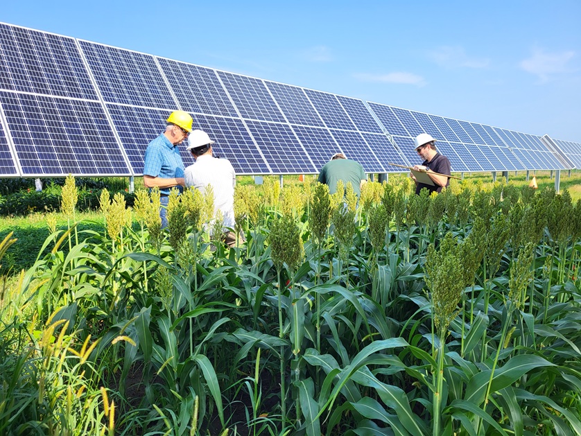 Four people wearing hard hats inspect crops growing next to a solar power array. 