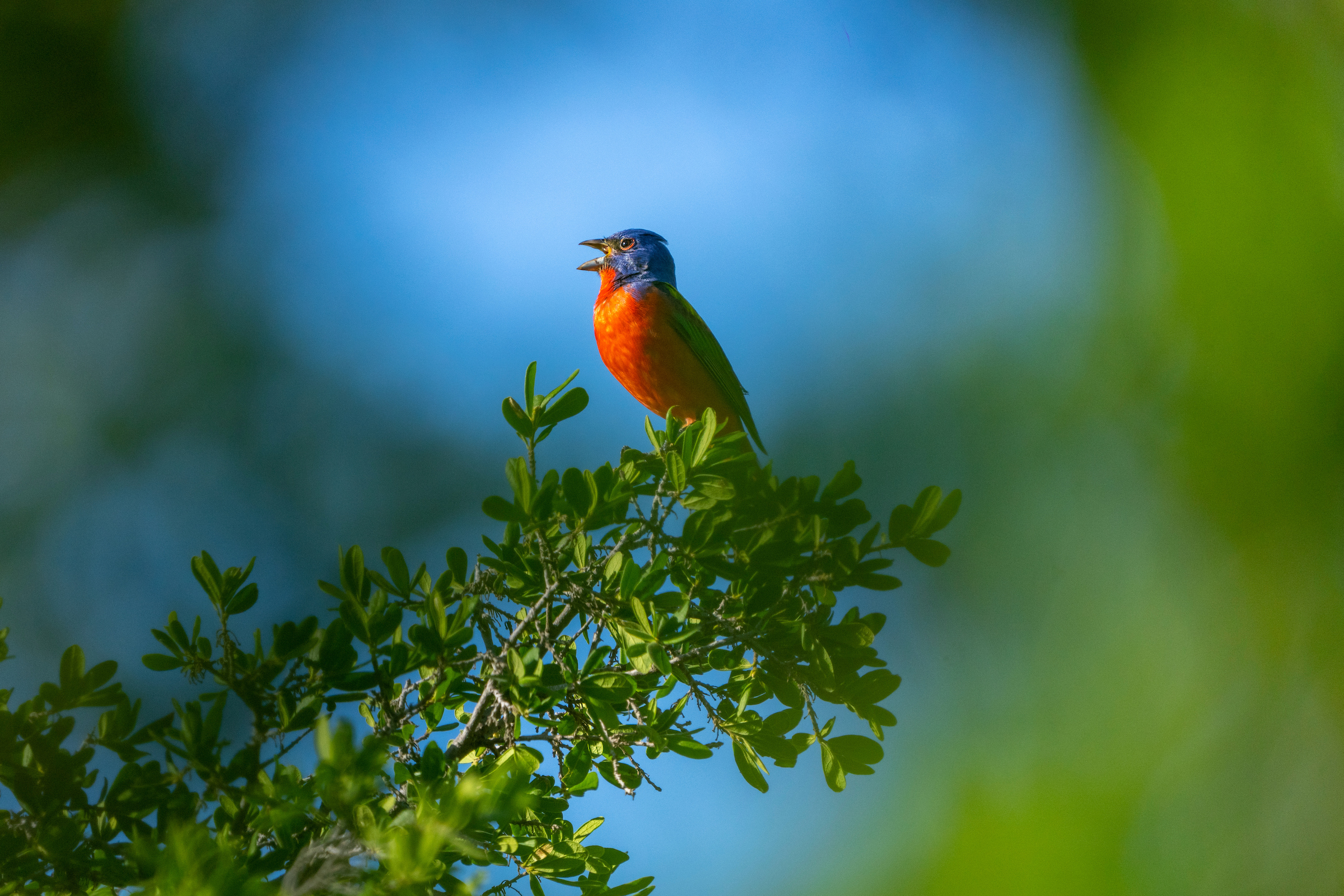 A painted bunting vocalizes in the top of a tree. 