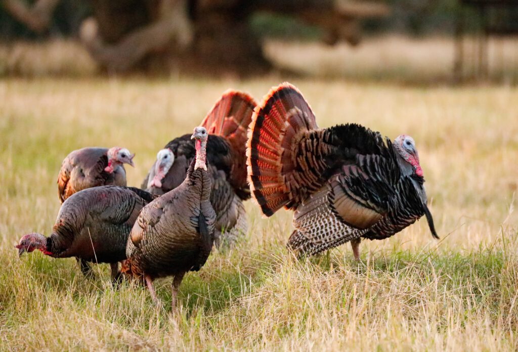 Five turkey stand in a field. Two of the males are displaying their tail feathers. 