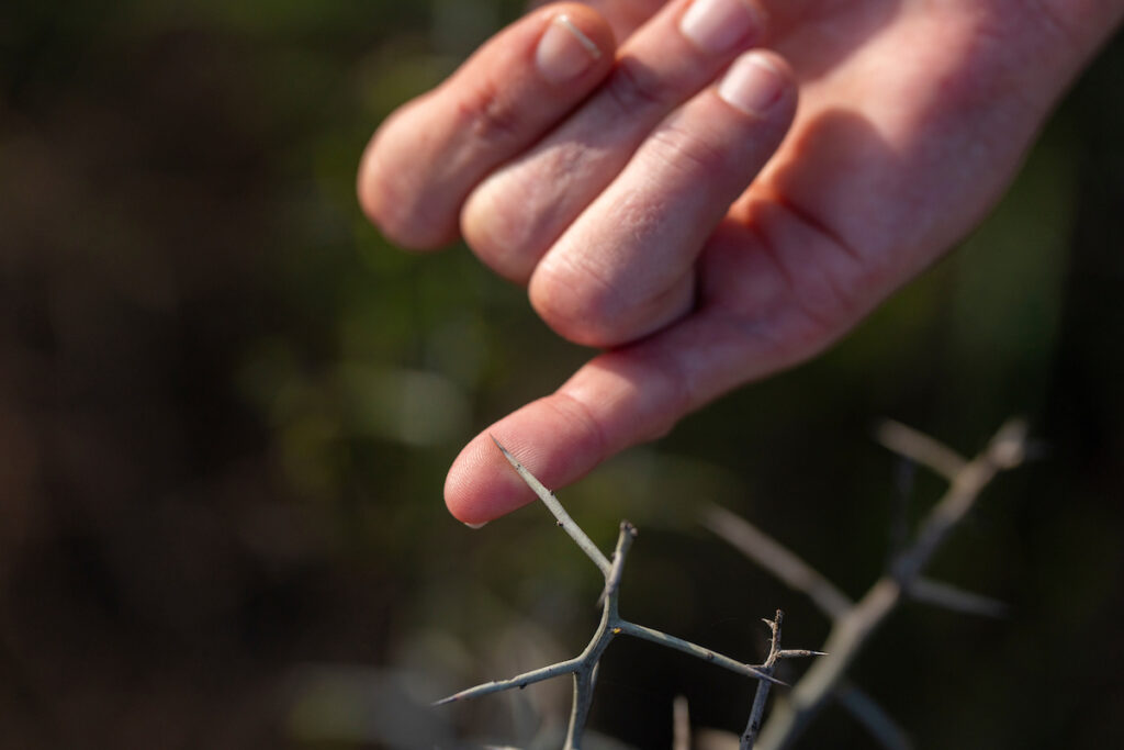 A hand uses a pinky finger to point out a thorn. 