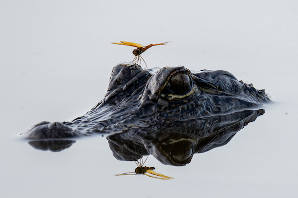 A dragonfly sits atop the head of an alligator in water. 