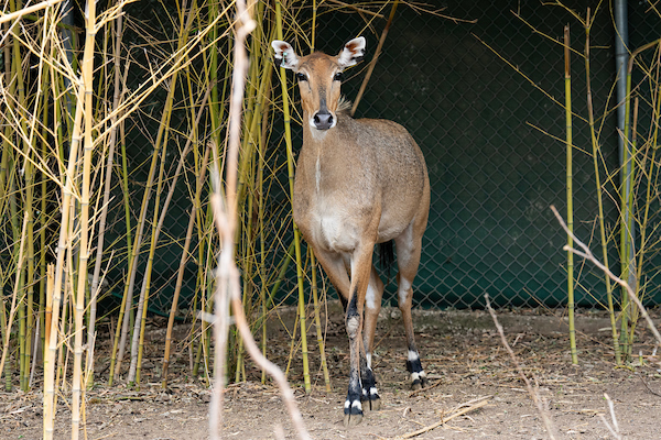 A nilgai antelope stands in an enclosure with bamboo.