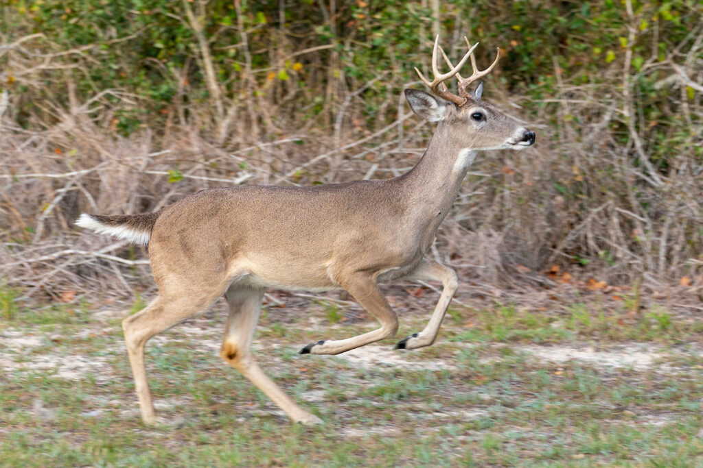 A male white-tailed deer with antlers runs near a woodline. 