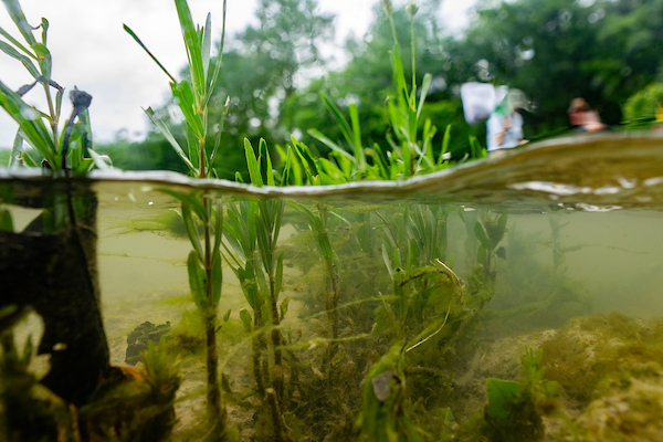 Vegetation viewed from below and above a body of water.