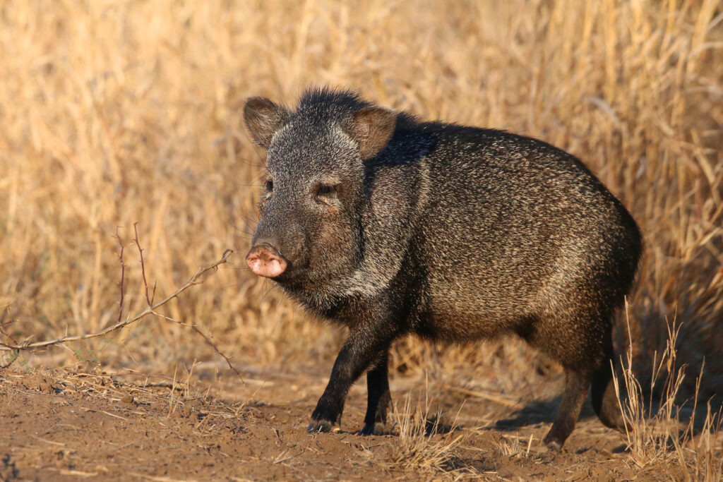 A javelina walks out of the brush.