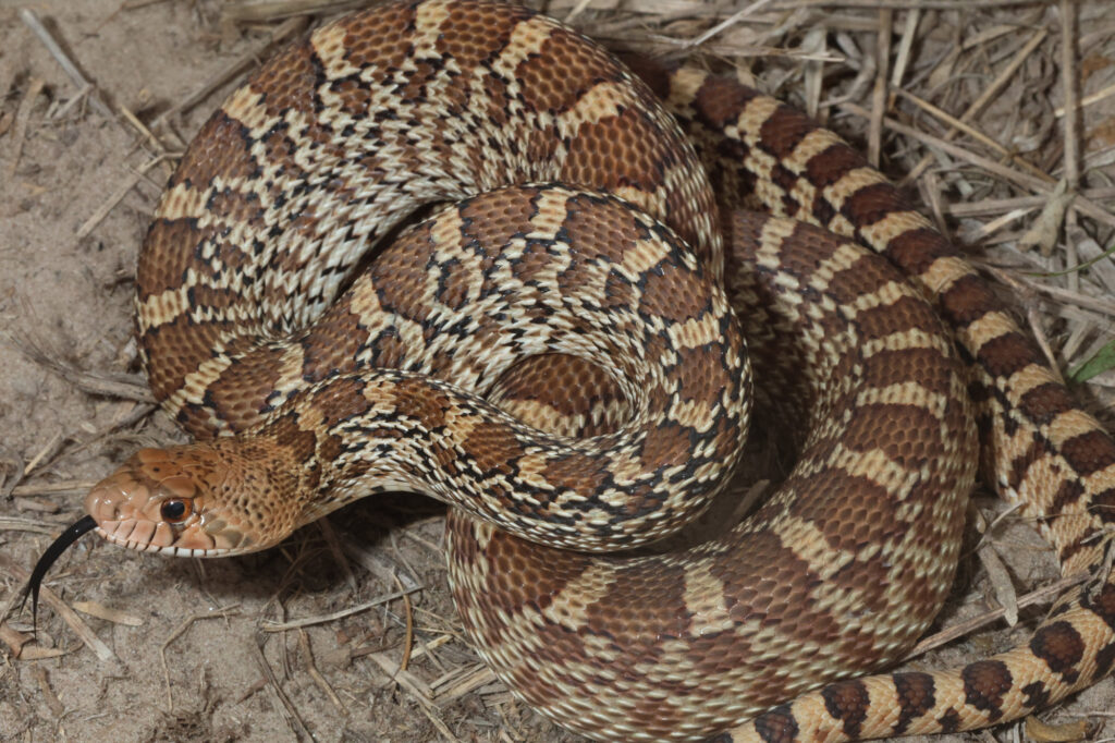 A gopher snake.