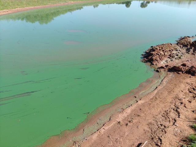 A cyanobacteria bloom in a pond. 