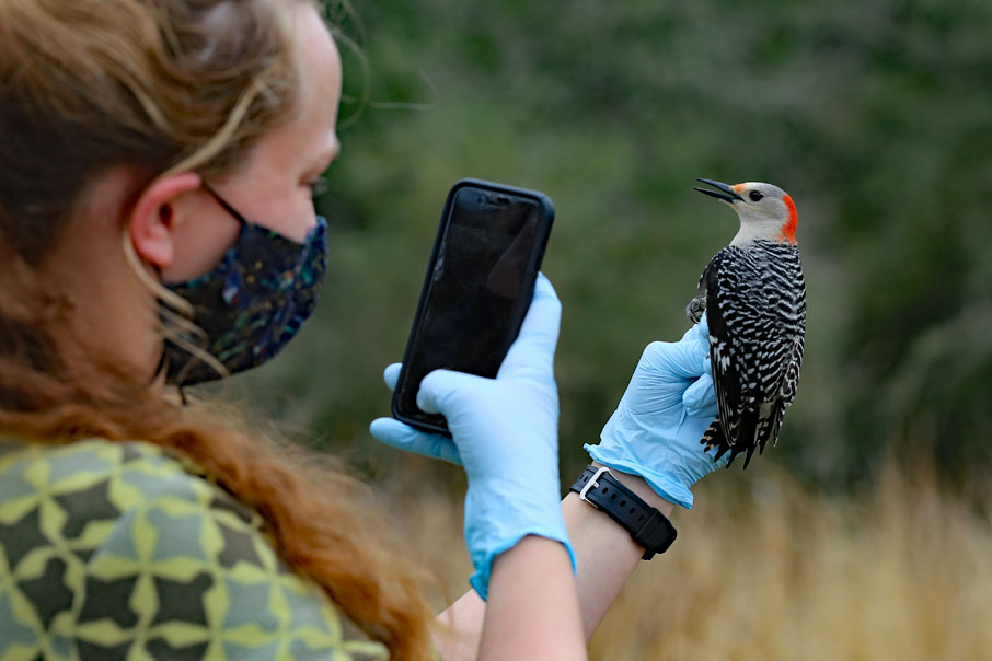 Student with a mask on and blue plastic gloves on holds a bird in her hand and takes a photo with her other hand.