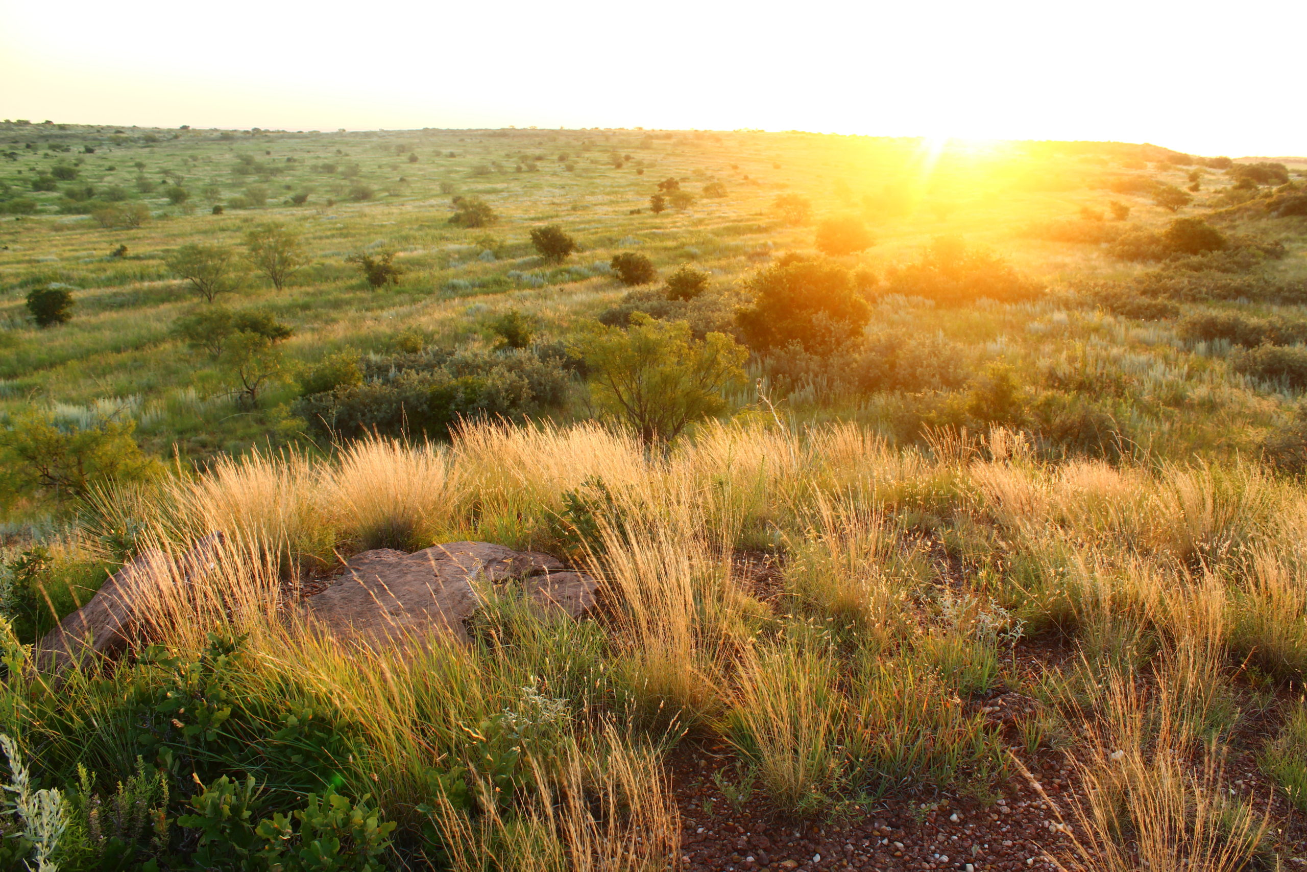 Vast open field with the sun setting in the background