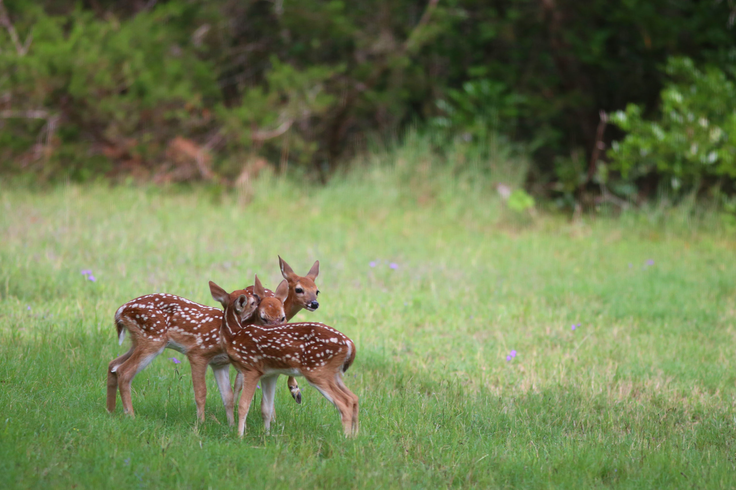 Three baby deer huddle together in an open field surrounded by trees.