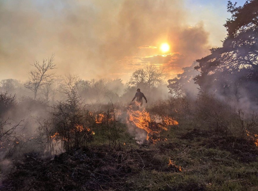 Man walking through a controlled forest fire