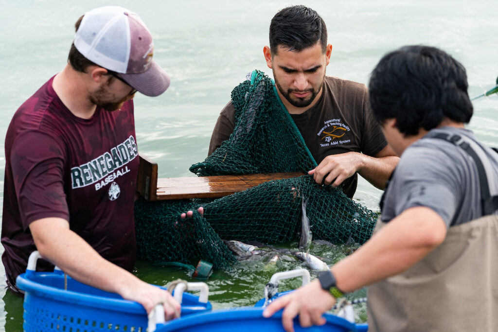Students standing in hip-high water hold a net filled with fish and two blue baskets