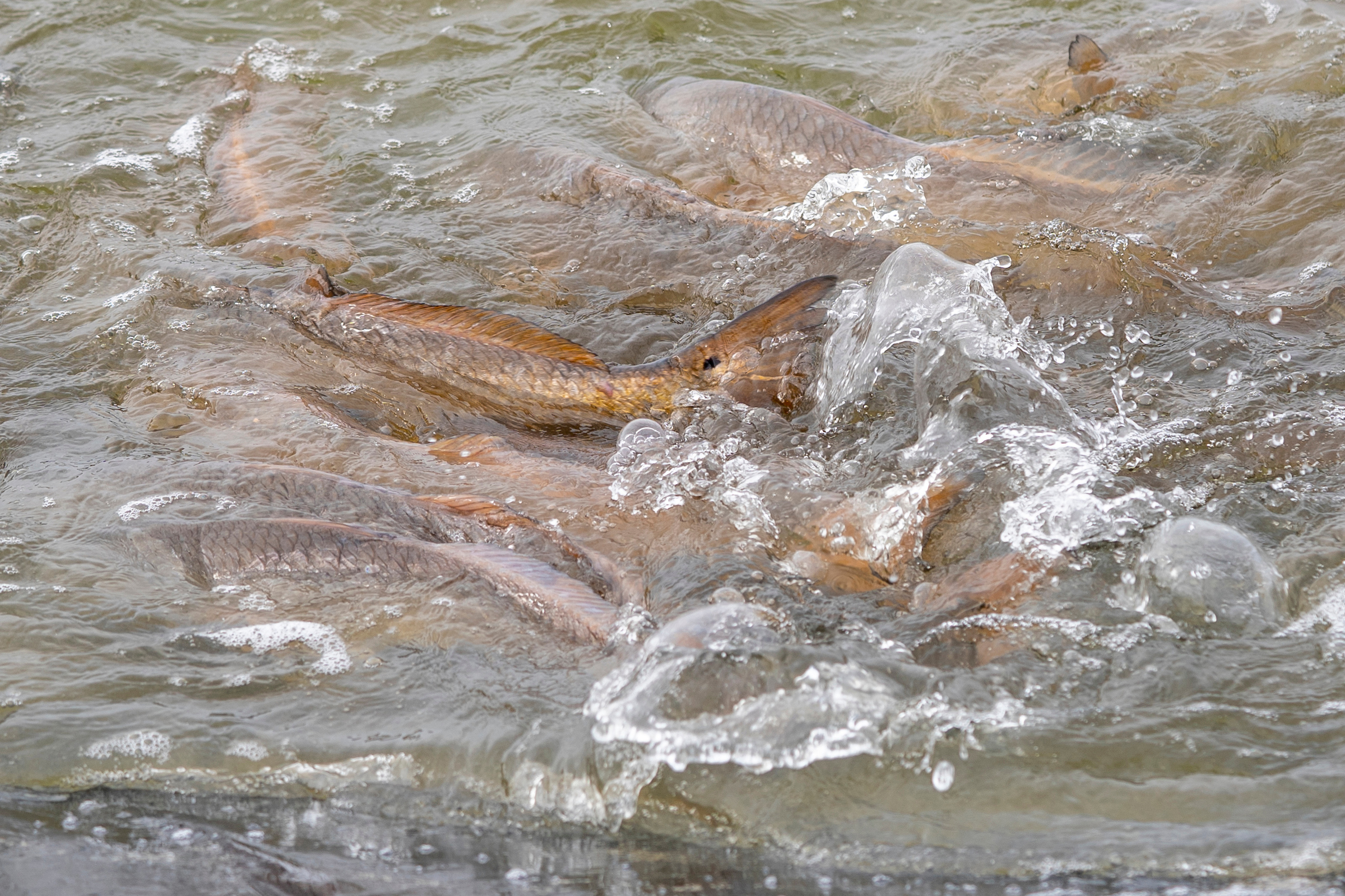 Fish skimming the surface of the water in a river
