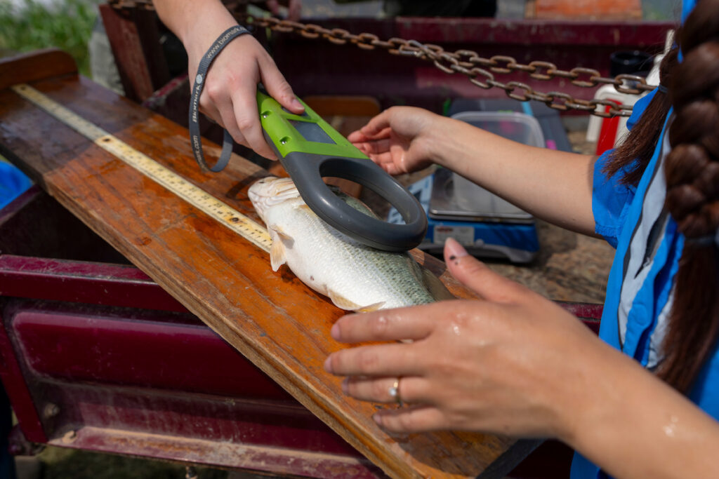 A fish lies on a plank of wood above a measuring stick while two students use a device to scan the fish