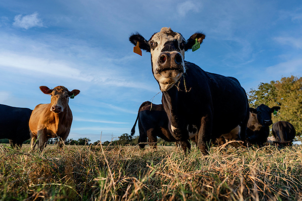 A herd of cows against a blue sky.