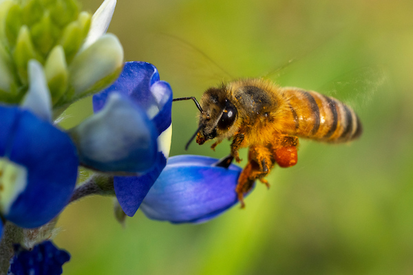 A honey bee lands on a bluebonnet.